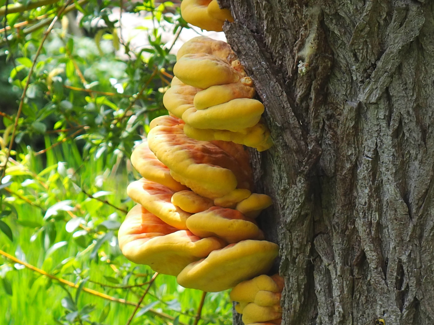 Photo by John Catterson Laetiporus sulphureus by John Catterson